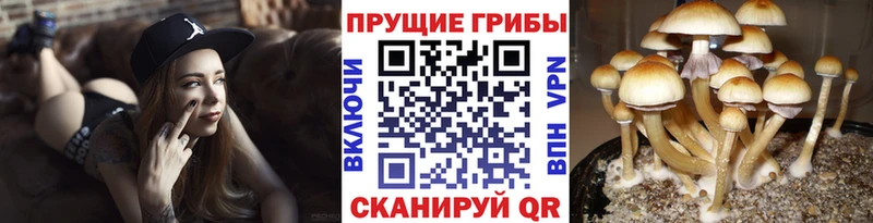 Купить где  Бикин  Псилоцибиновые грибы Cubensis 